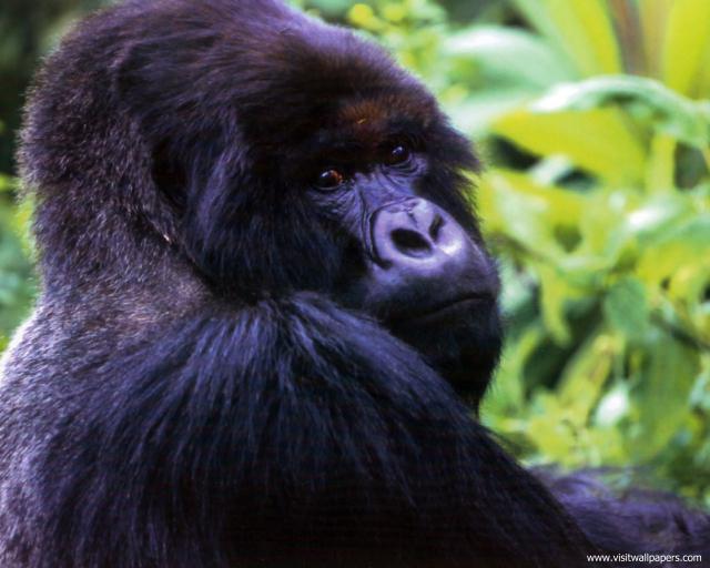 Animals_655