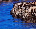 Animals_658