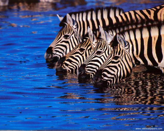 Animals_658