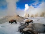Animals_659