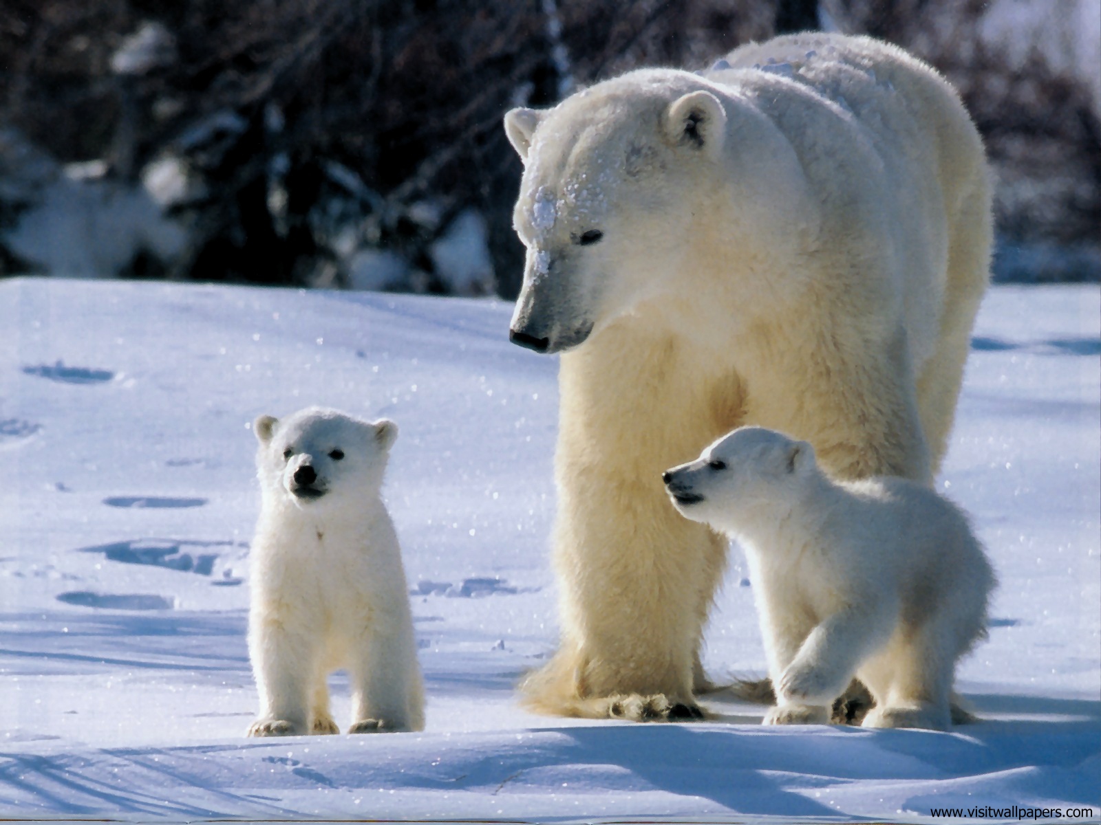 Animals_660