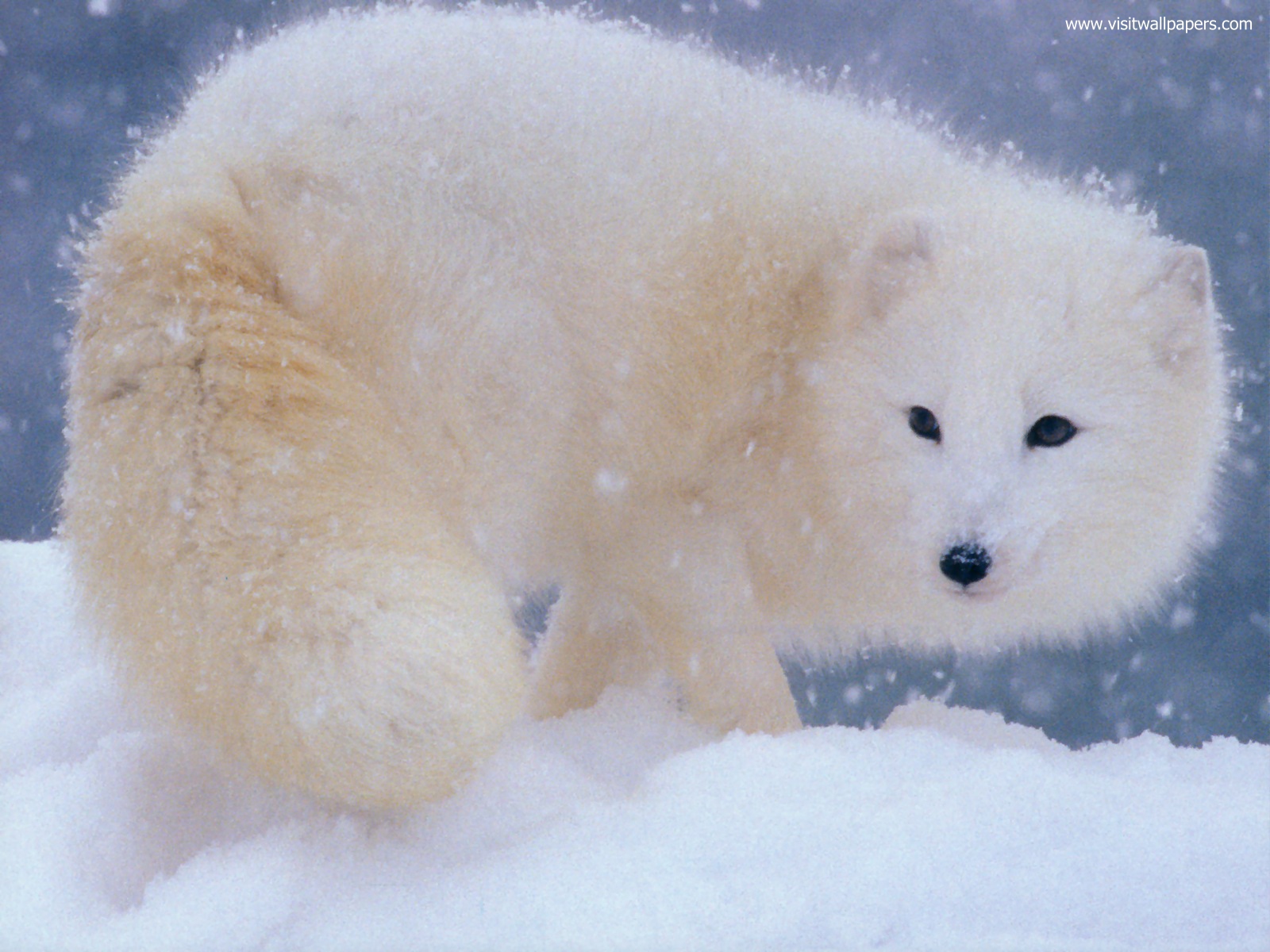 Animals_662