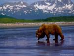 Animals_663
