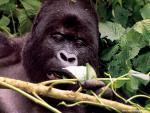 Animals_664