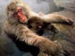 Animals_665