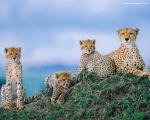 Cheetah_19
