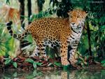 Jaguar_12