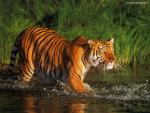 Tiger_119