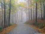 Morning_Mist_06