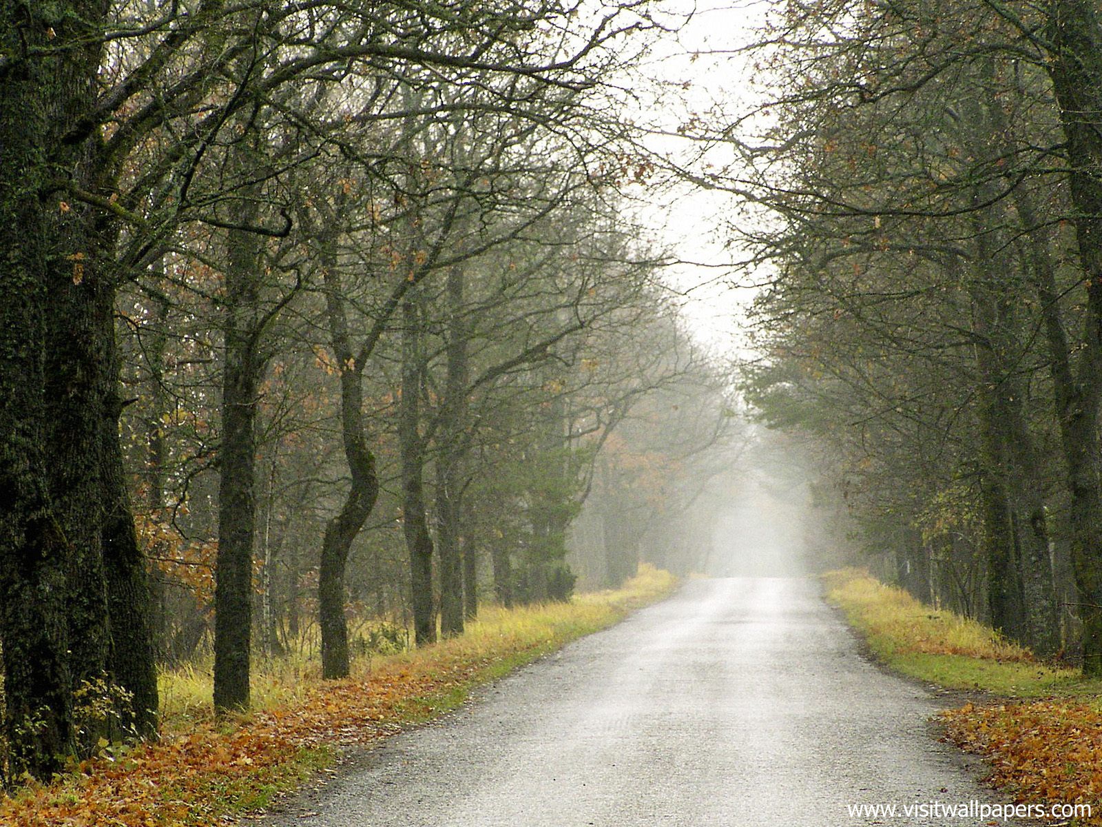 Morning_Mist_04
