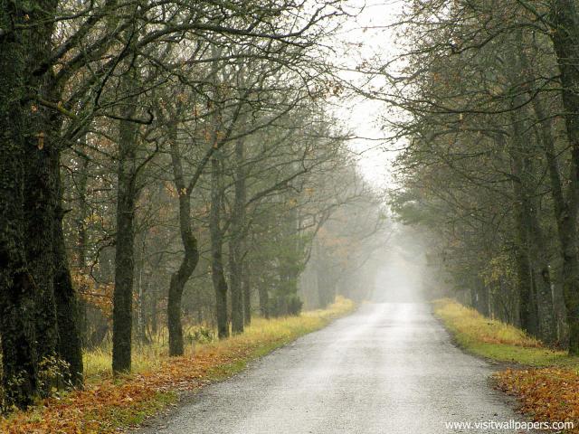 Morning_Mist_04