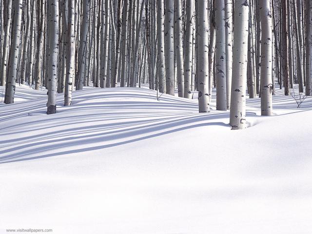 tree_246