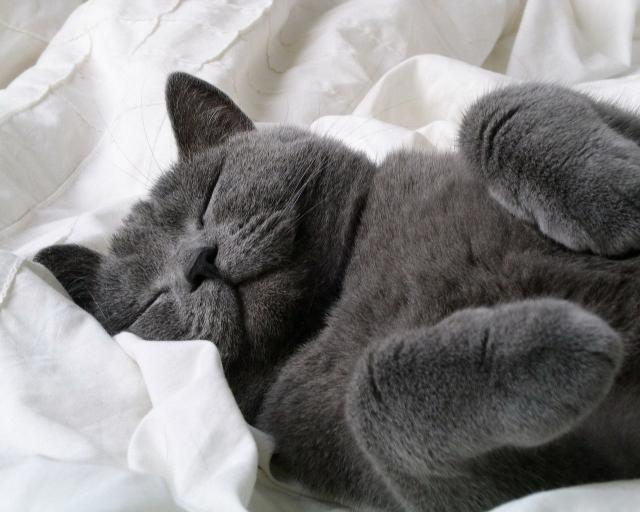 cat_290