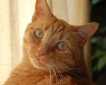 cat_291