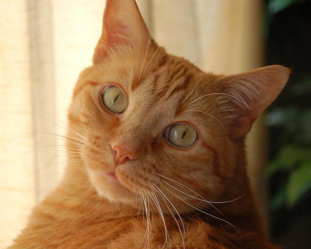 cat_291