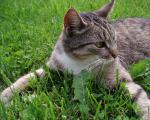 cat_294