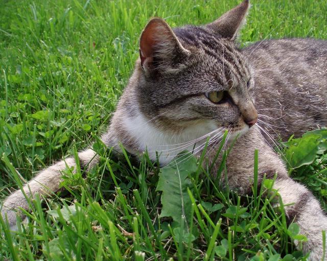 cat_294