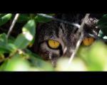 cat_297