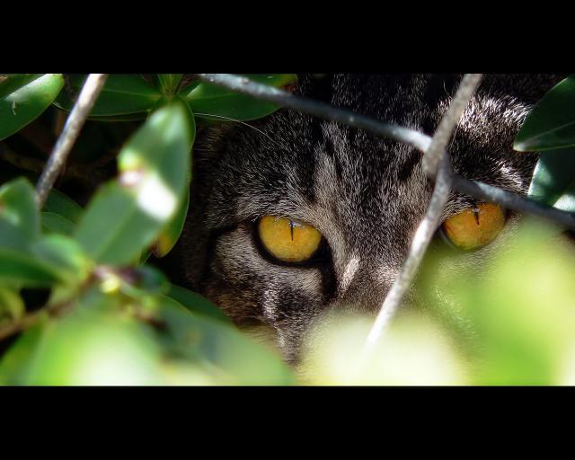 cat_297