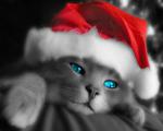 cat_298