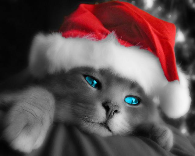 cat_298