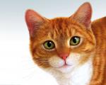 cat_299