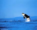 ocean-life-567