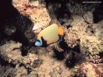 ocean-life-569
