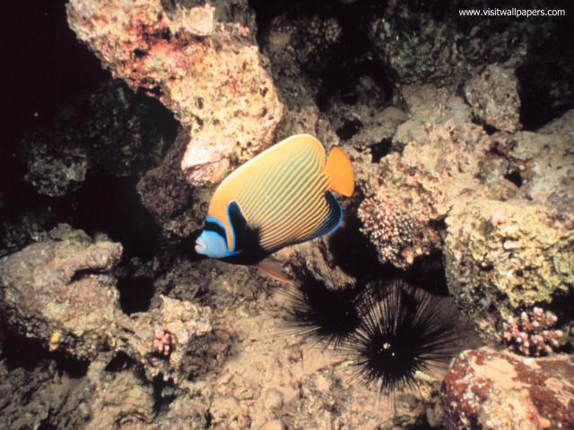 ocean-life-569
