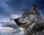 dog_501
