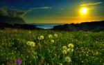 Image_0440