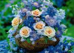 Image_0462