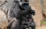 Image_0474