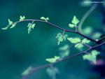 Image_0576
