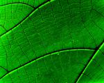 green_039