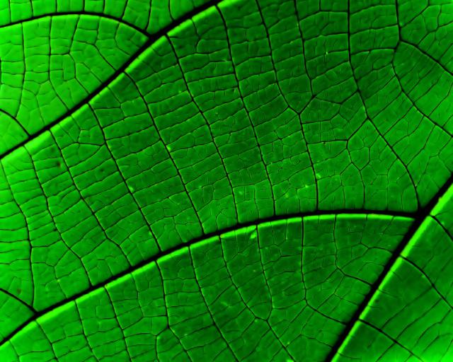 green_039
