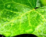 green_040