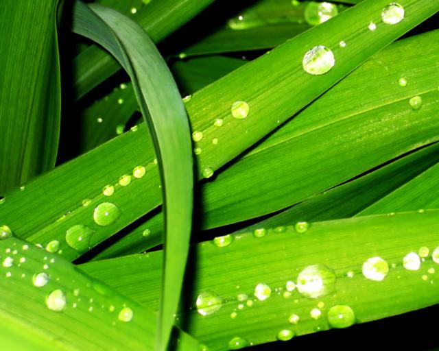 green_041