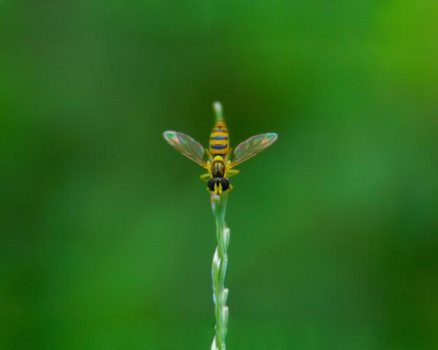 green_042
