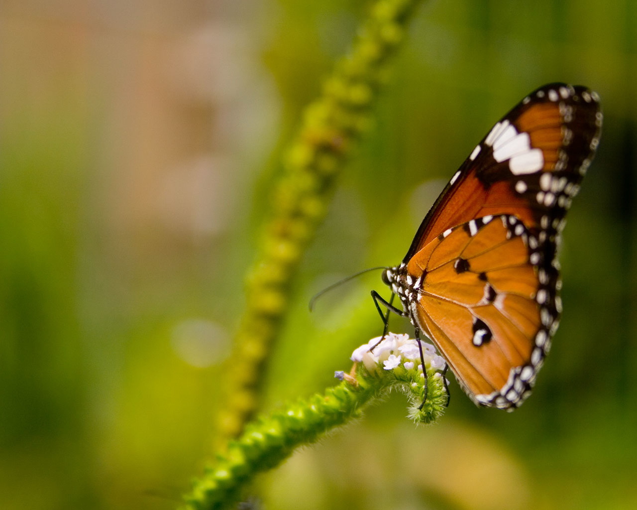 Butterfly_04