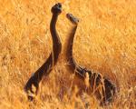 Animals_669
