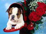 dog_503