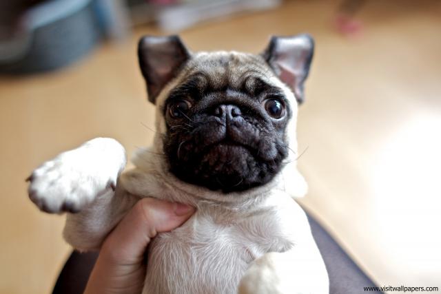 dog_505