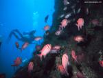 ocean-life-572
