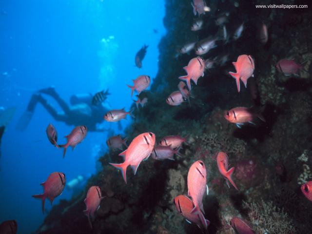 ocean-life-572