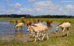 Animals_673