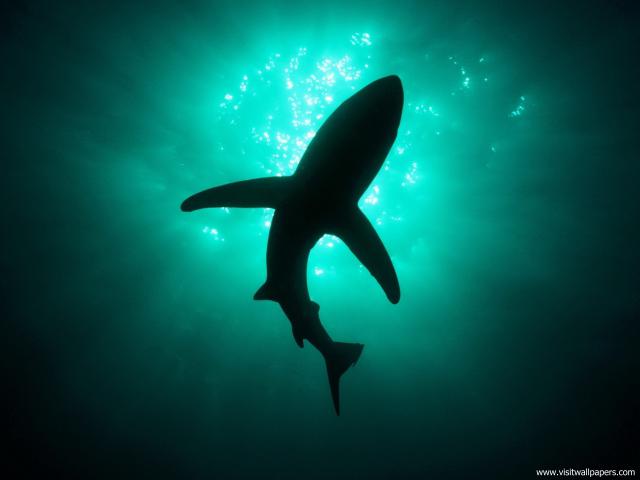 ocean-life-575