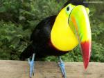 Birds_265