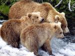 Animals_681