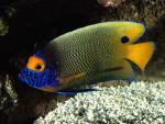 ocean-life-579